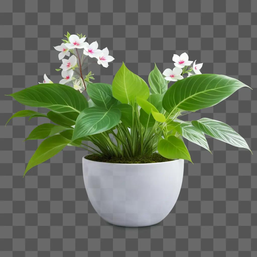 transparent plant sits in a white pot