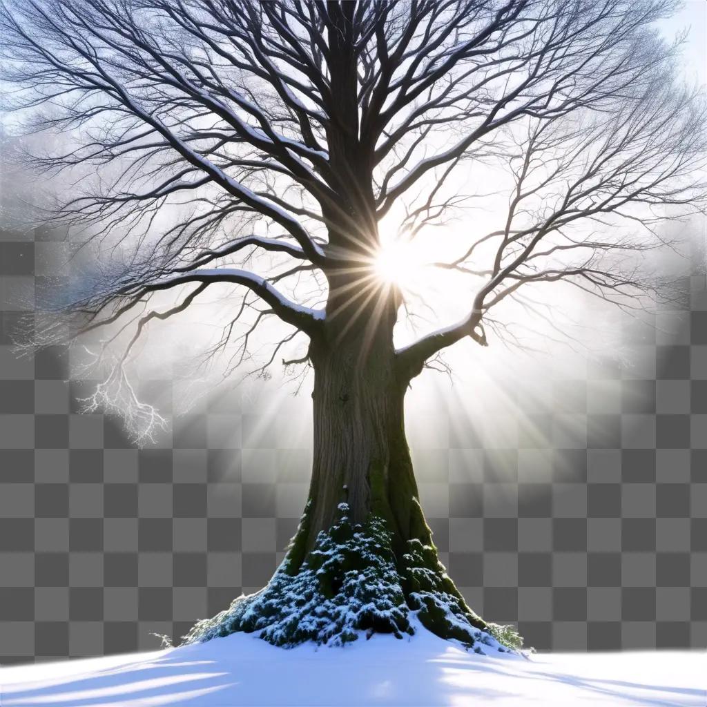 tree in the snow with sunlight shining through it