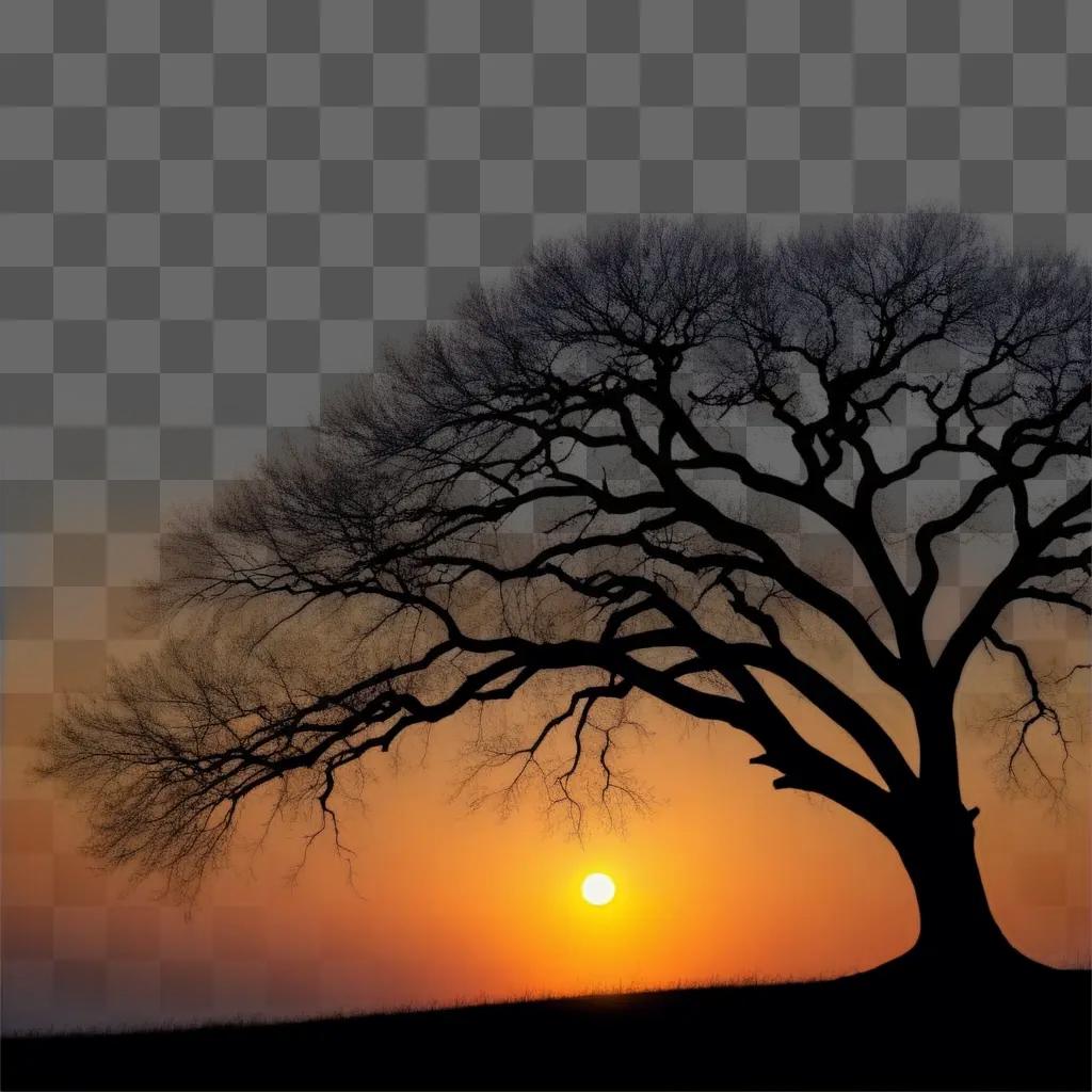 tree silhouette at sunset