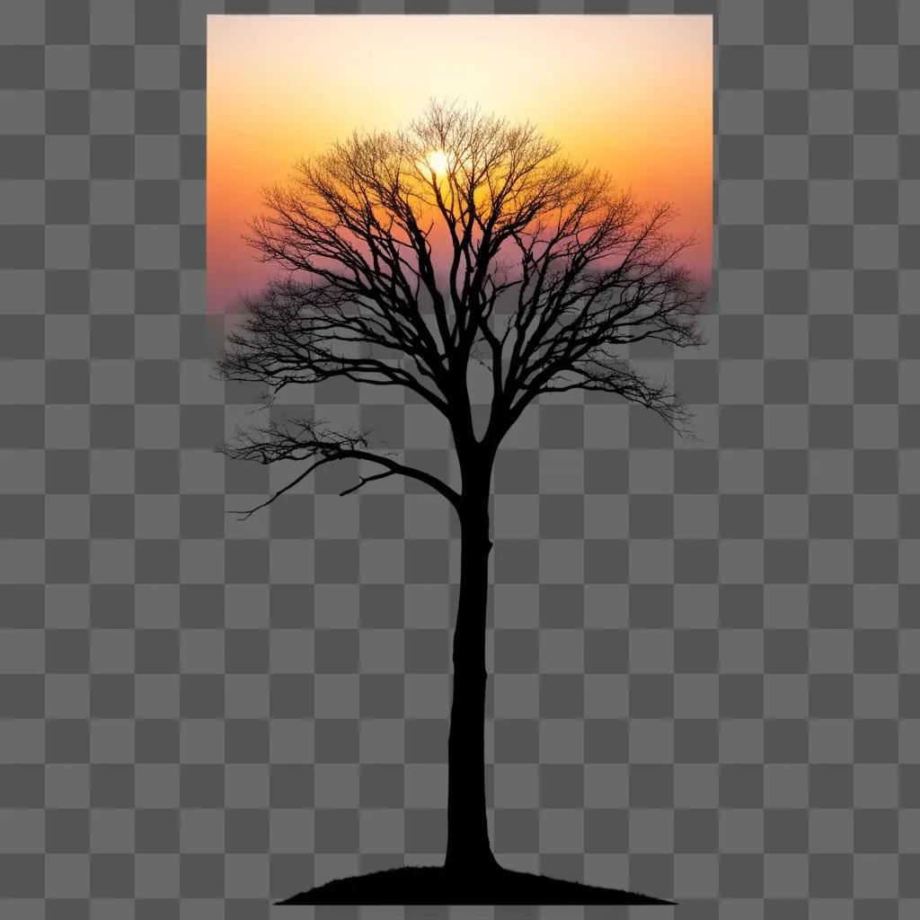 tree silhouette in the sun with a beautiful sunset