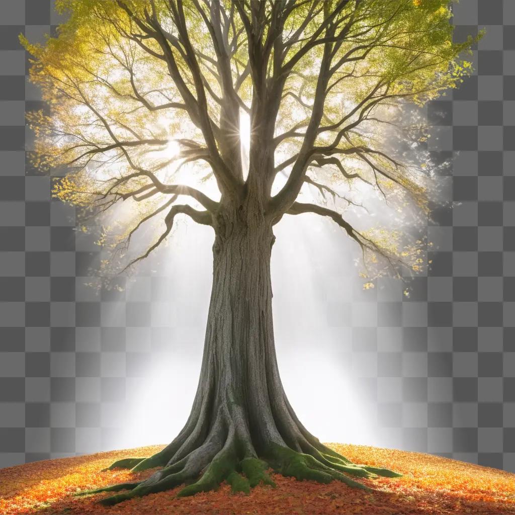 tree with a trunk full of leaves under a sunlit sky