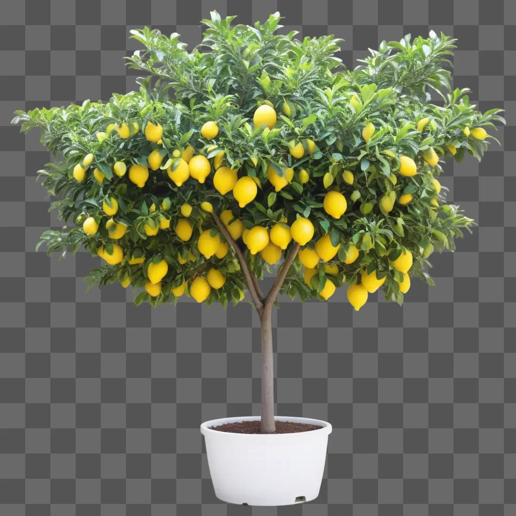 tree with many lemons in a white pot