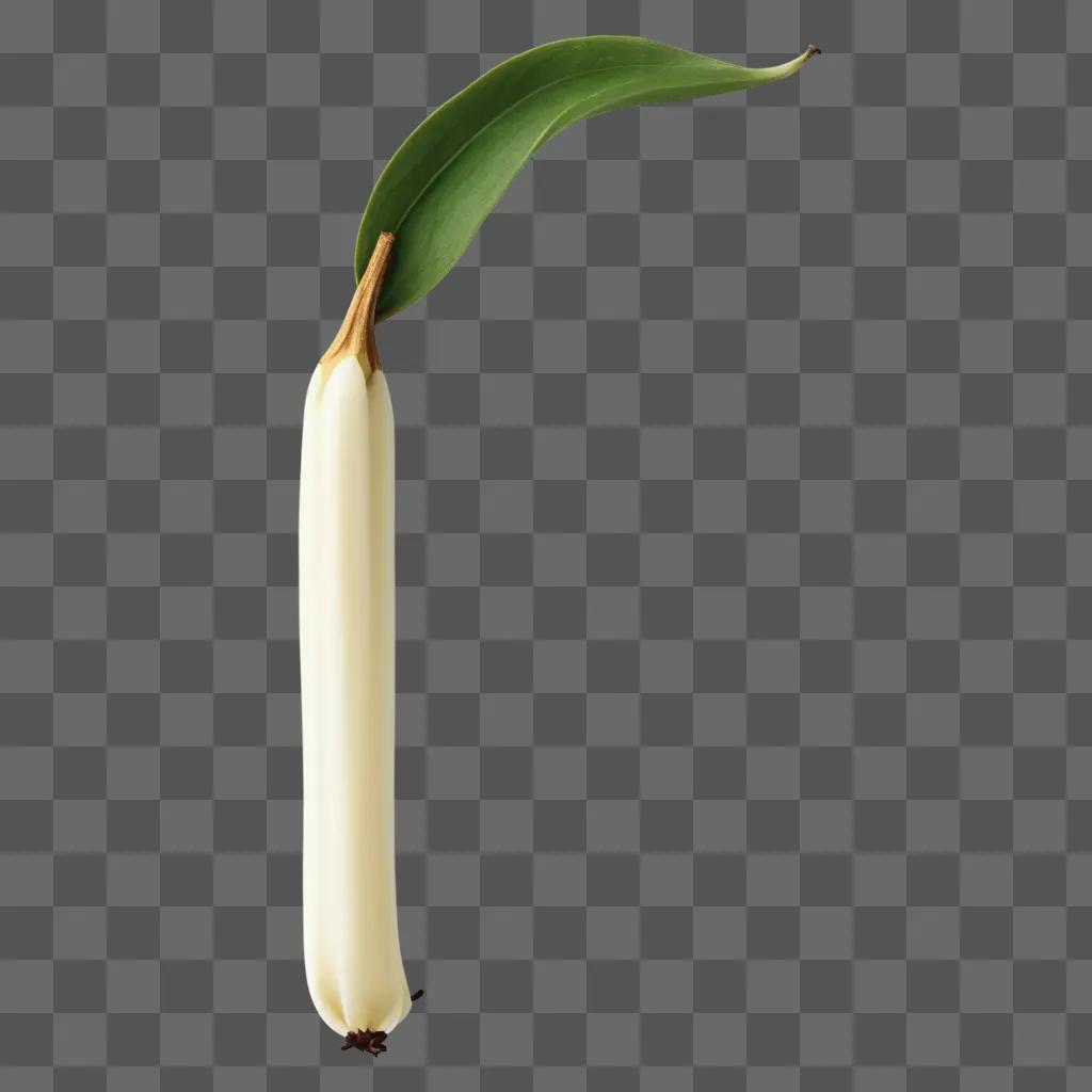 vanilla bean is a flower on a green background