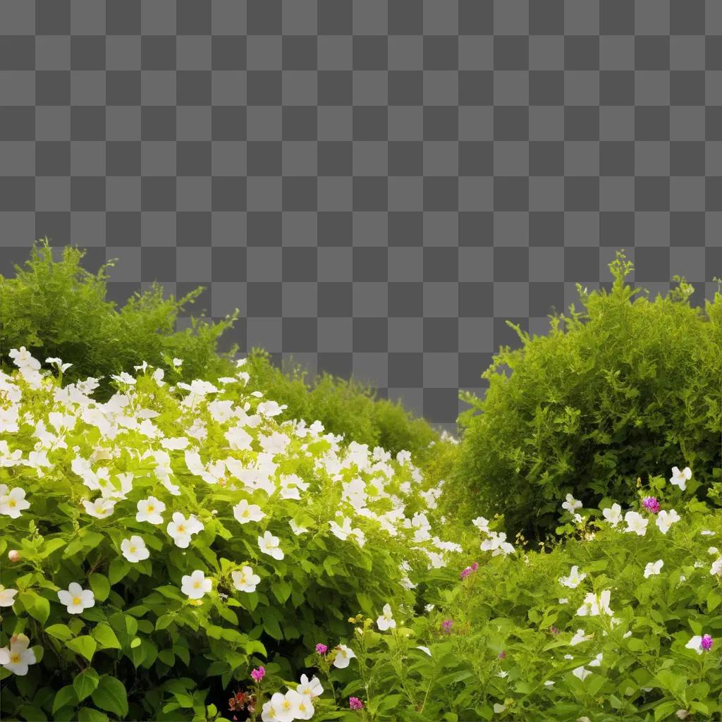 vibrant display of white and pink flowers against a green background