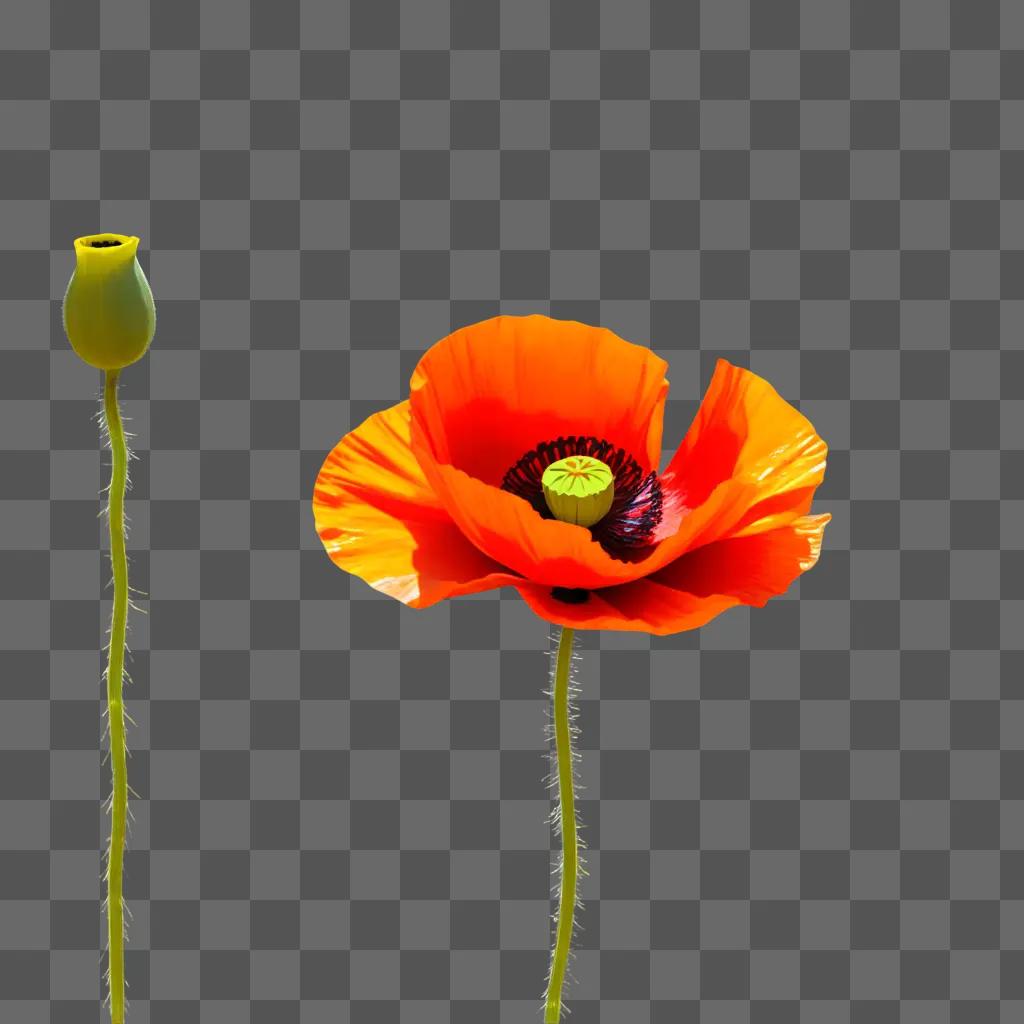 vibrant poppy flower drawing against a vibrant orange background