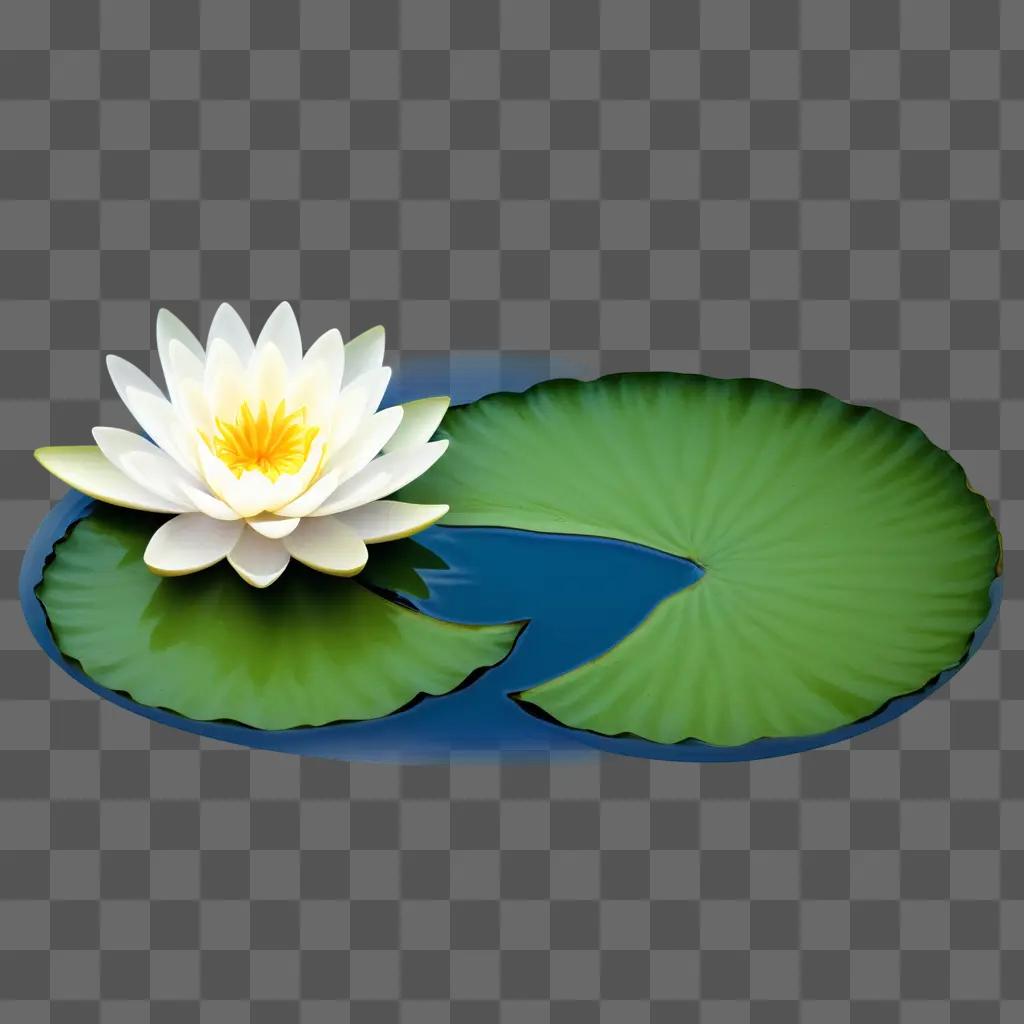 water lily floats in the water