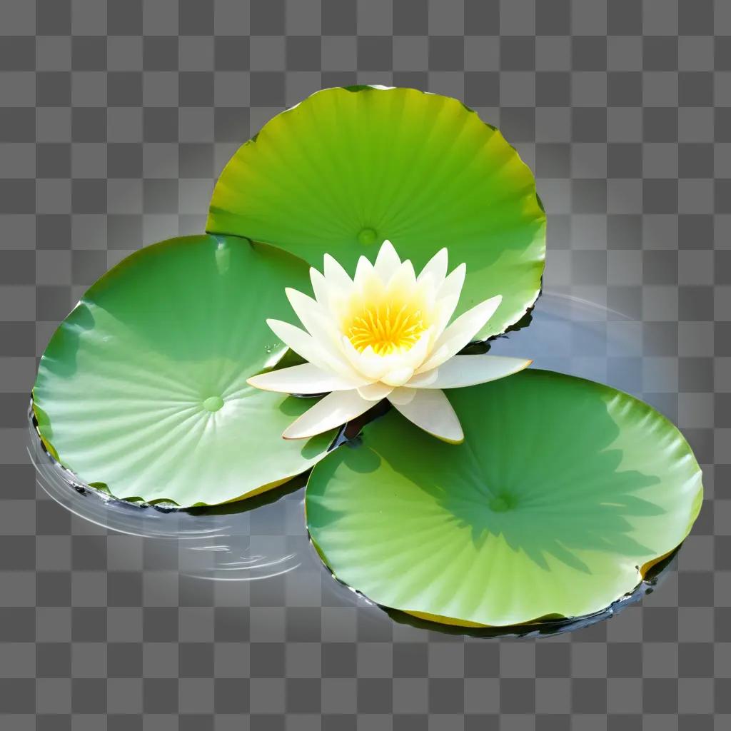 water lily sits on three green leaves