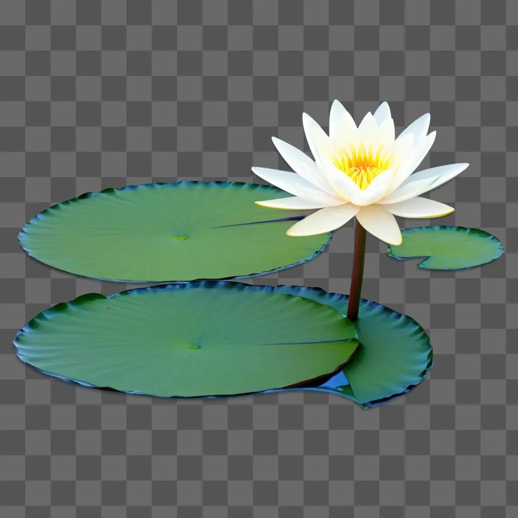 water lily with a yellow center floats on water