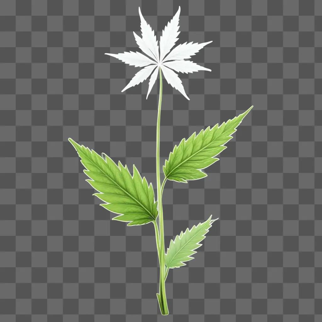 weed with a transparent leaf