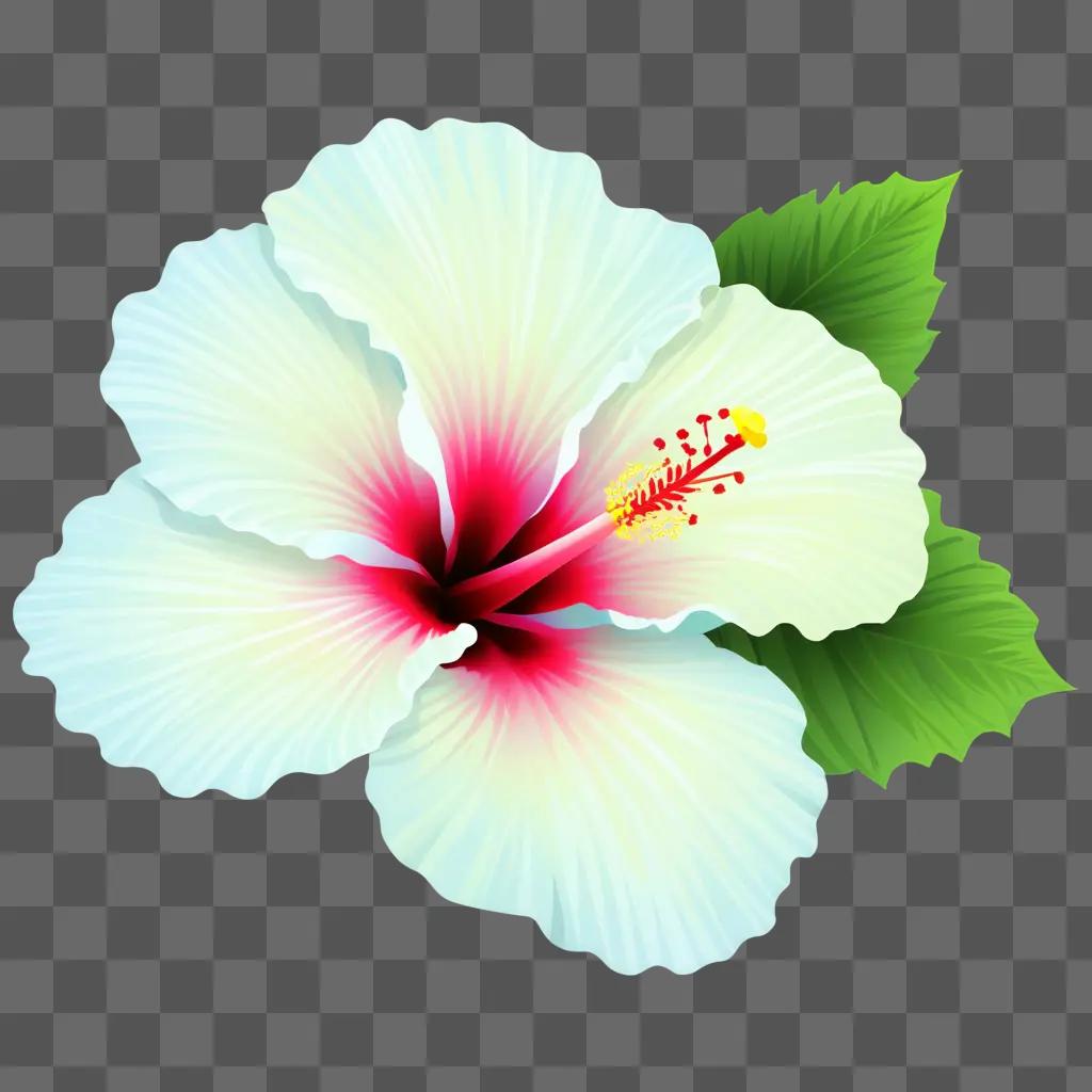 white and pink hibiscus with green leaves