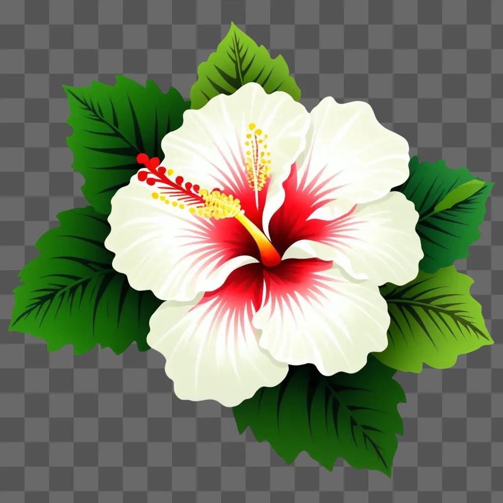 white and red hibiscus with green leaves