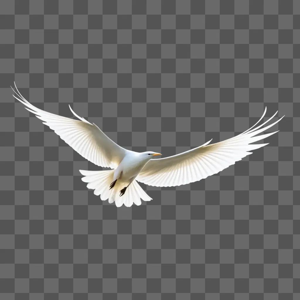 white bird flies through the air with its wings spread wide