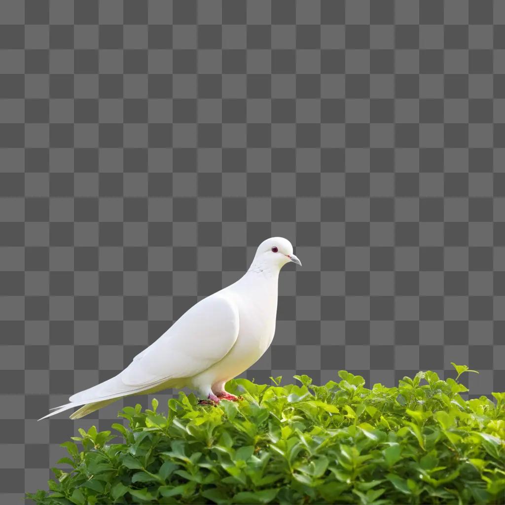 white dove sits in the shade