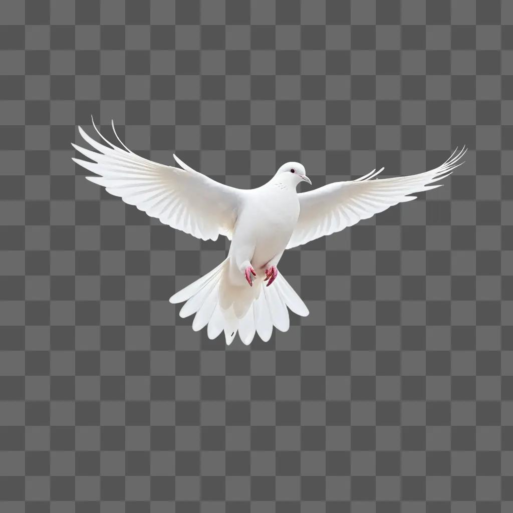 white dove spreads its wings against a white background