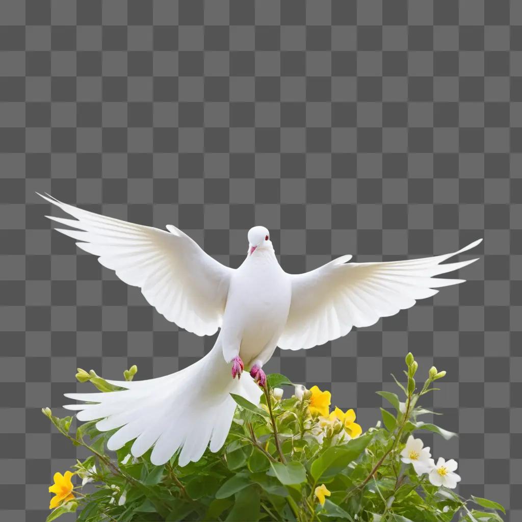 white dove spreads its wings on a green background