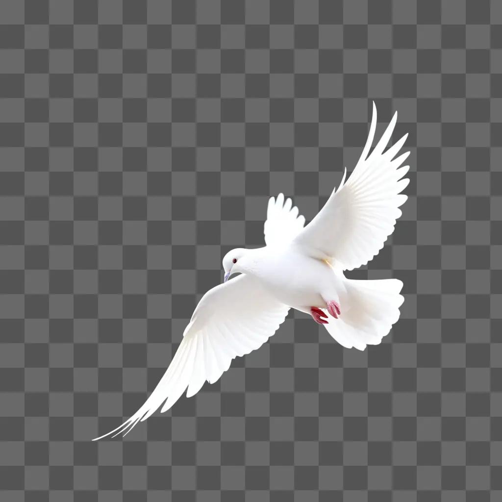 white dove with red feet flying through the air