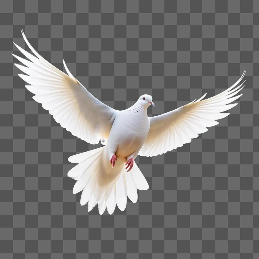 white dove with transparent wings flying