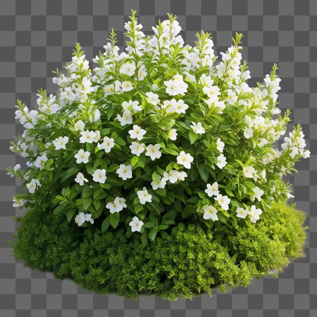 white flower bush with green leaves