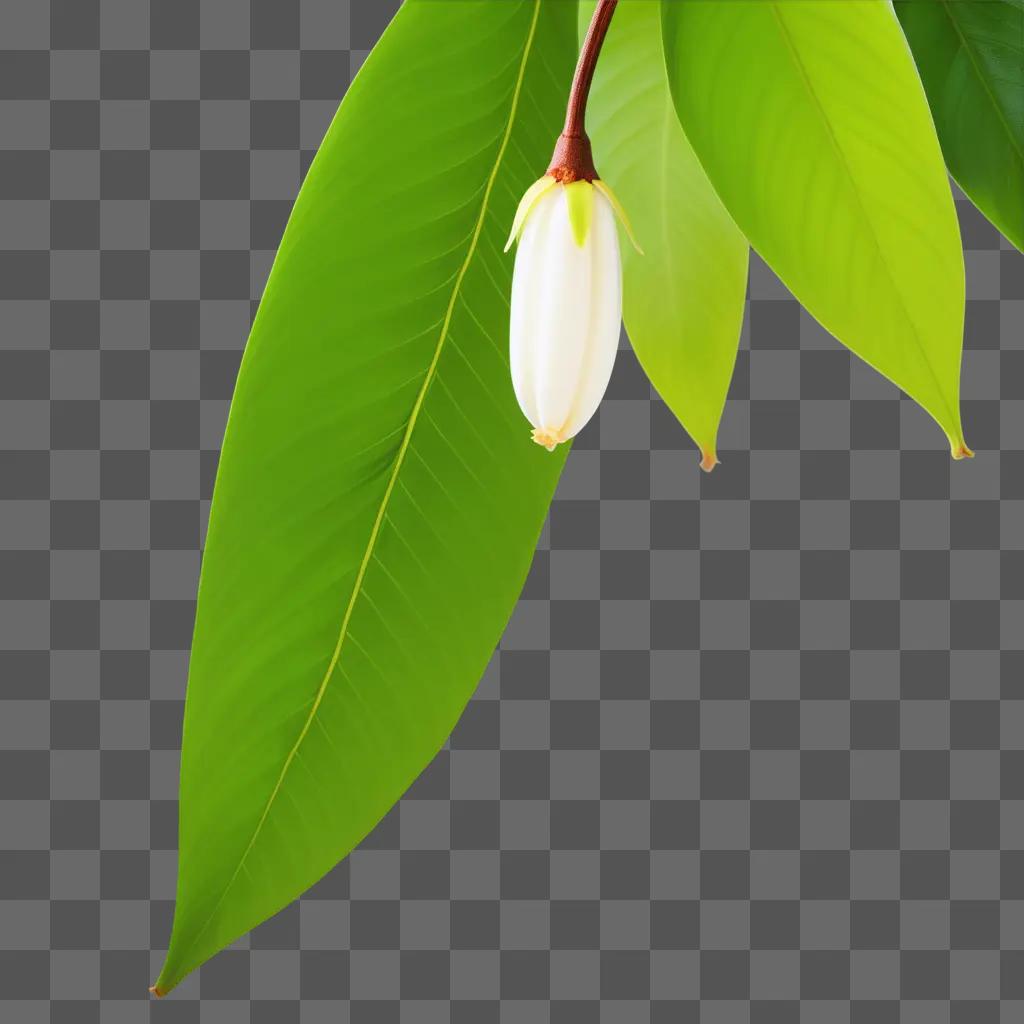 white flower hanging from a green leaf