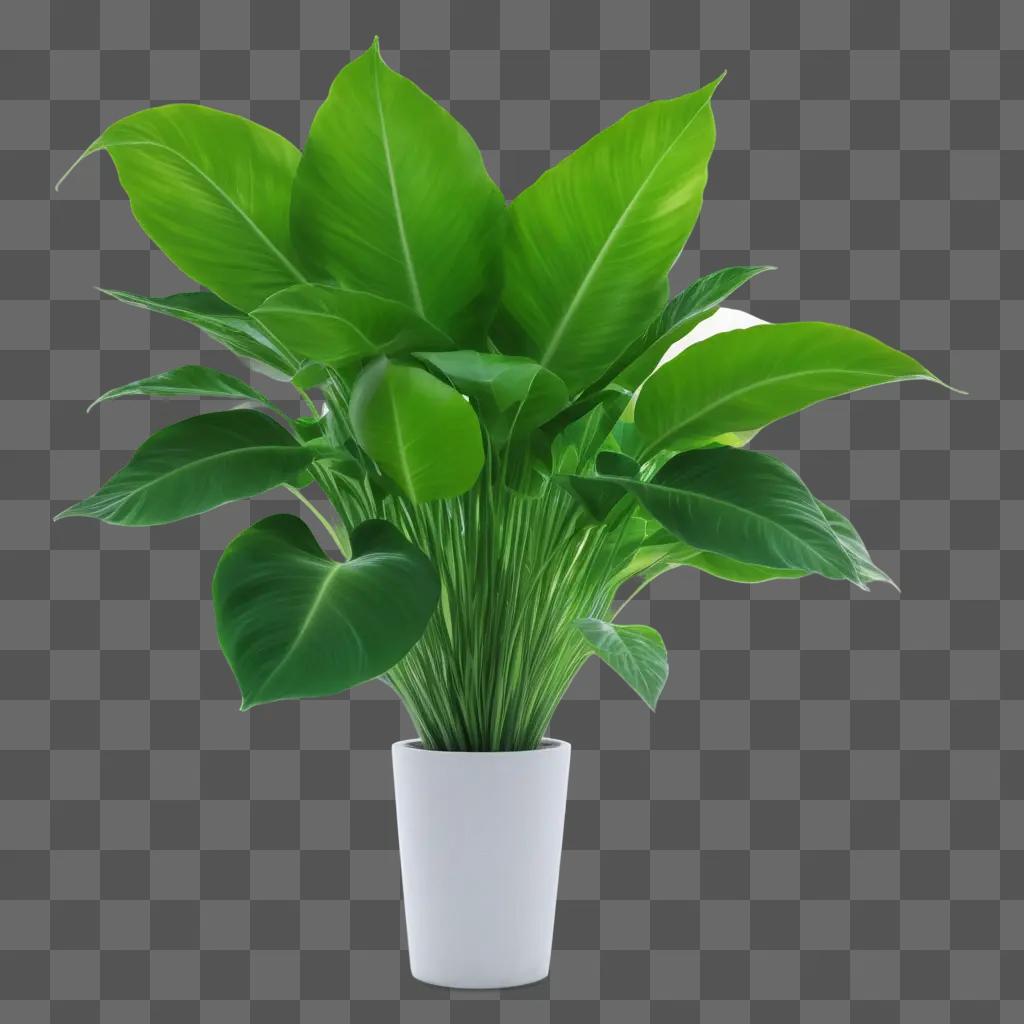 white flower pot with a plant that is transparent