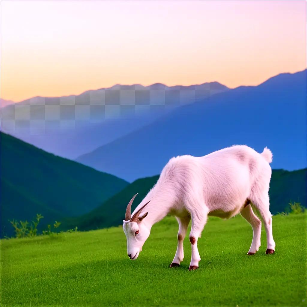 white goat grazes on a grassy hill