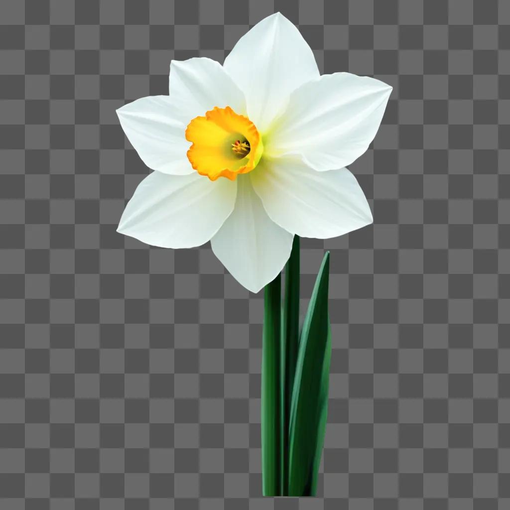 white narcissus flower with yellow center against a green background