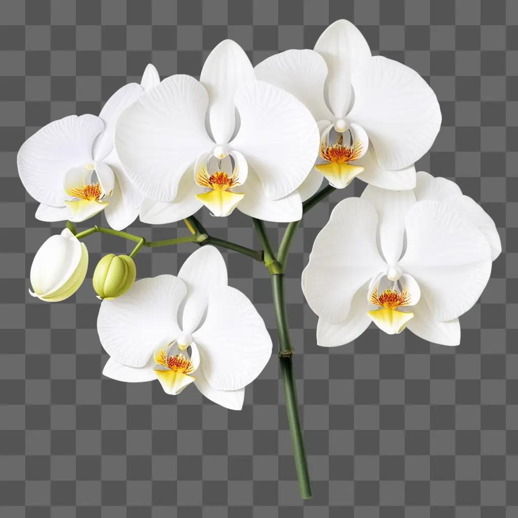 white orchid is beautifully drawn with yellow centers