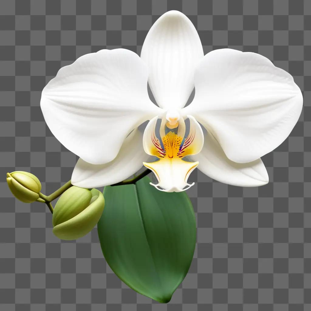 white orchid with yellow center and green leaves