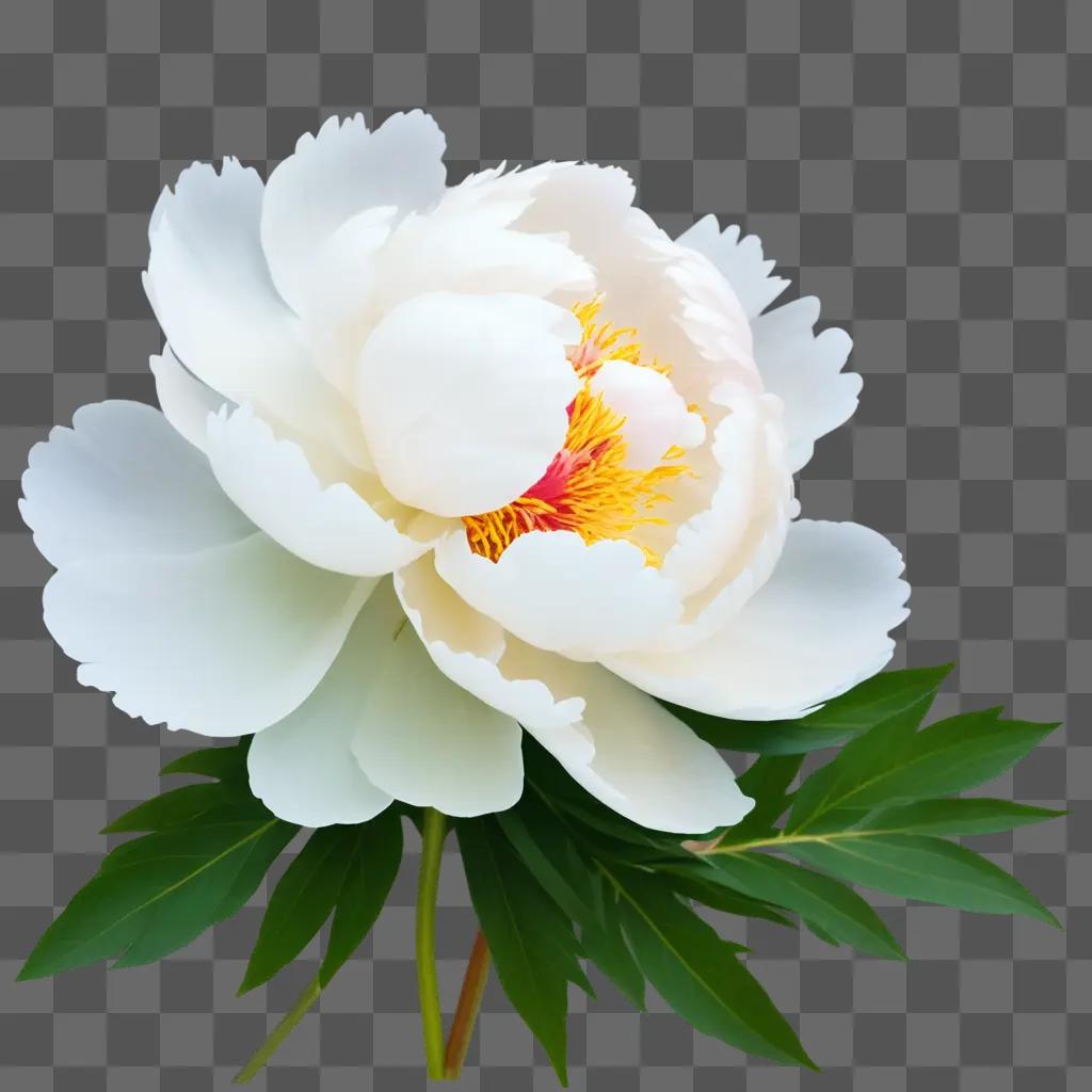 white peony with yellow center and green leaves