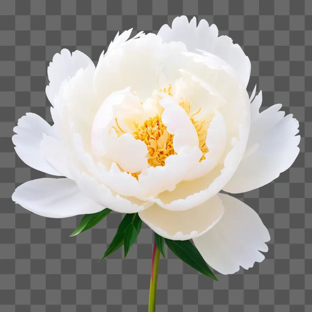 white peony with yellow center blooms