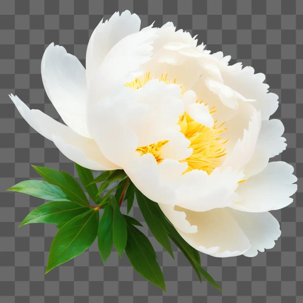 white peony with yellow center is shown