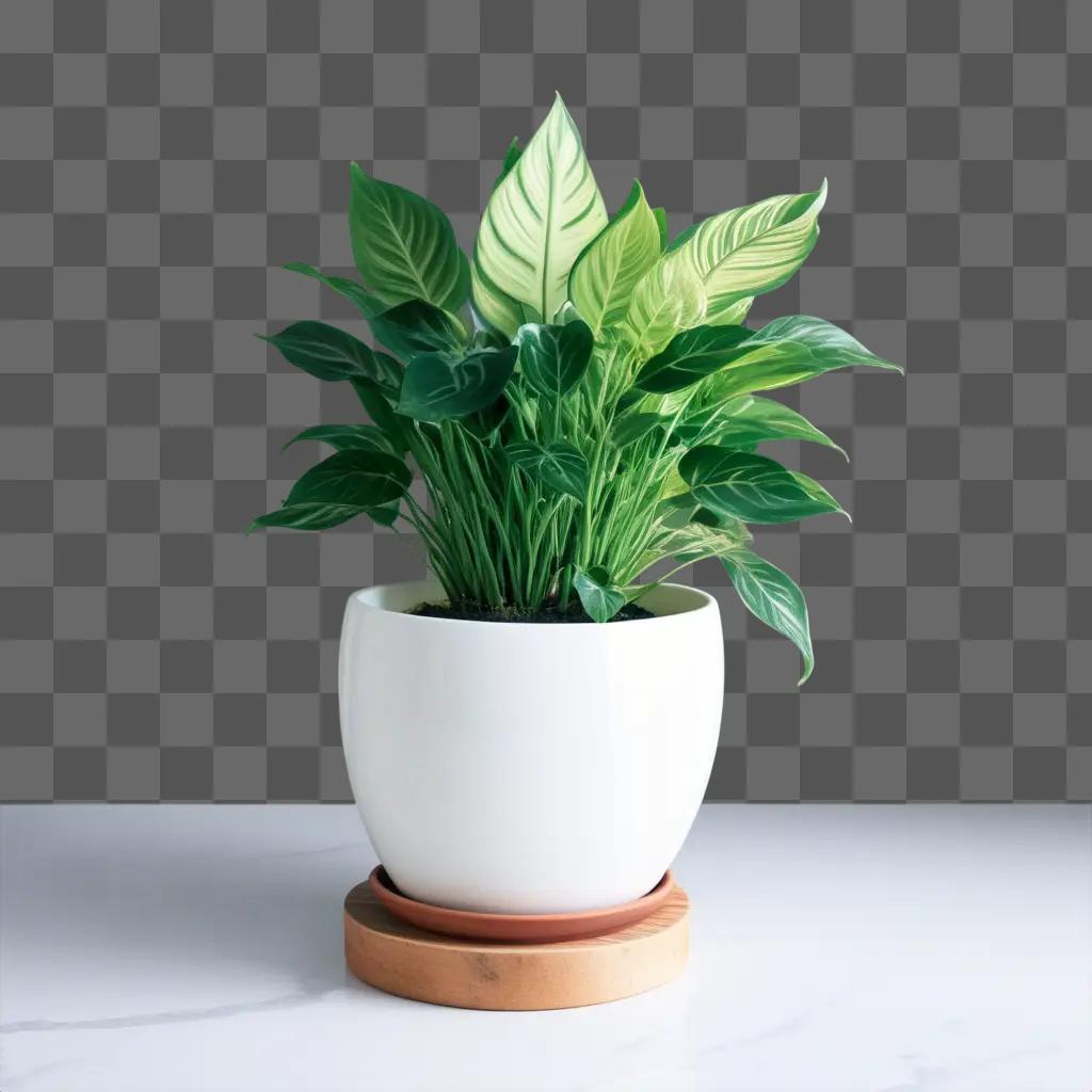 white plant pot with a green plant in it