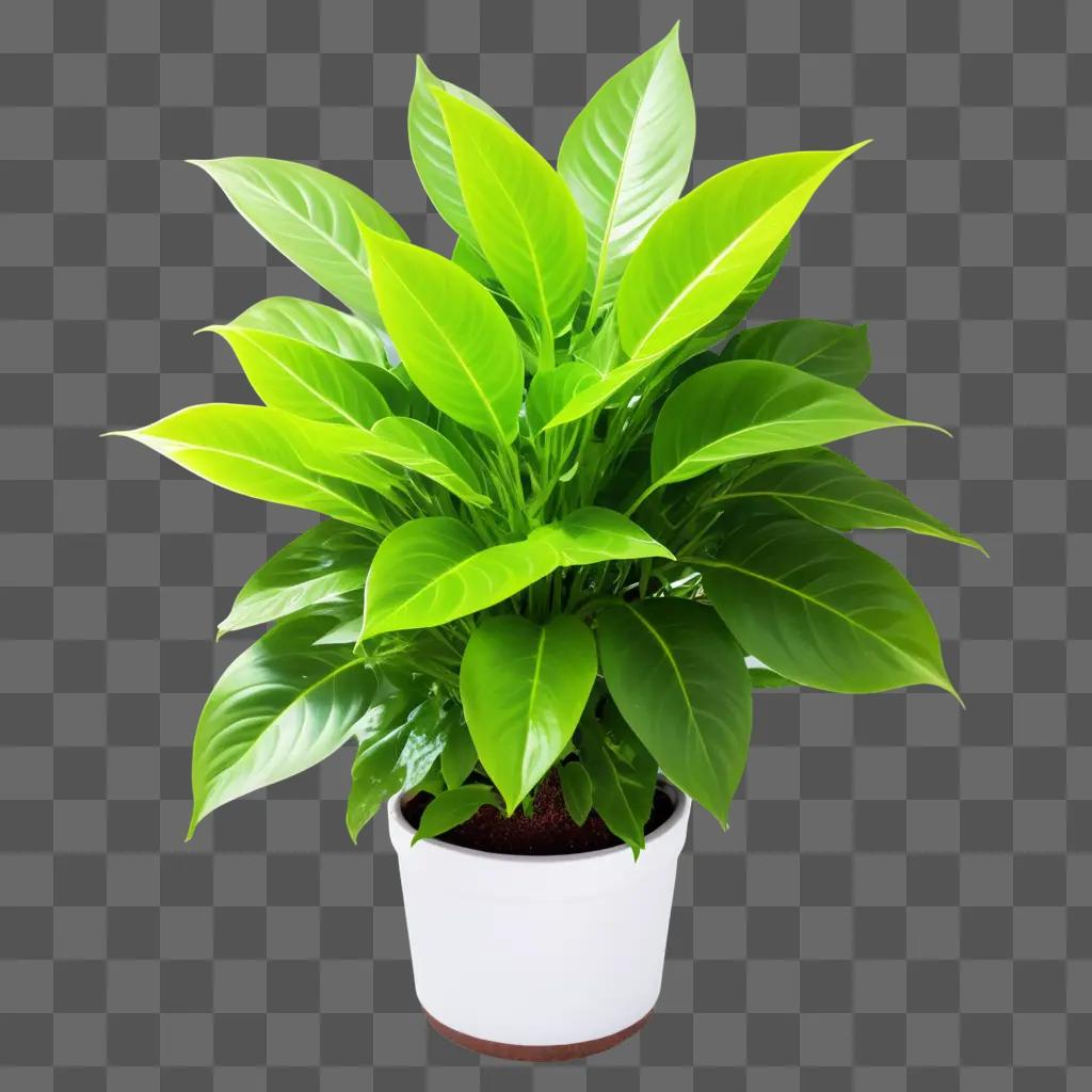 white pot with a green plant growing in it