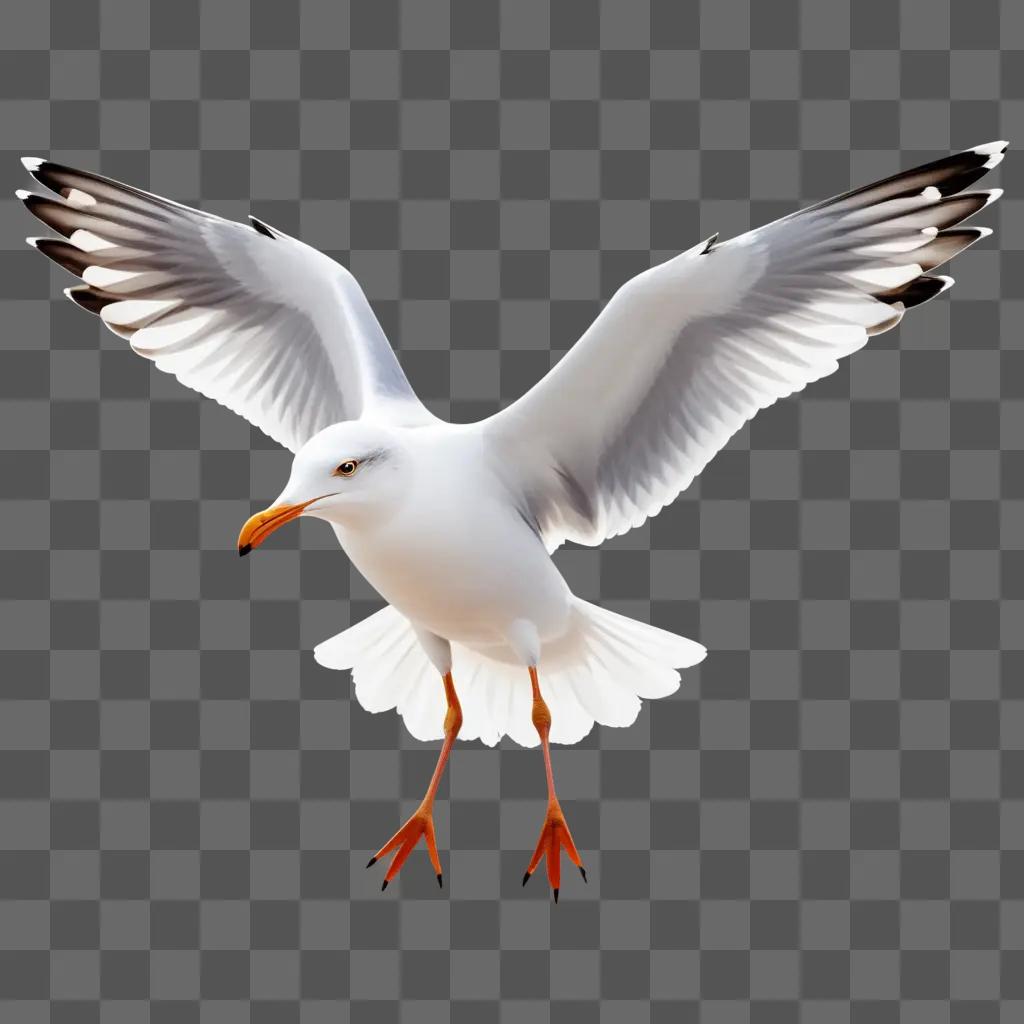 white seagull with orange legs spreads its wings