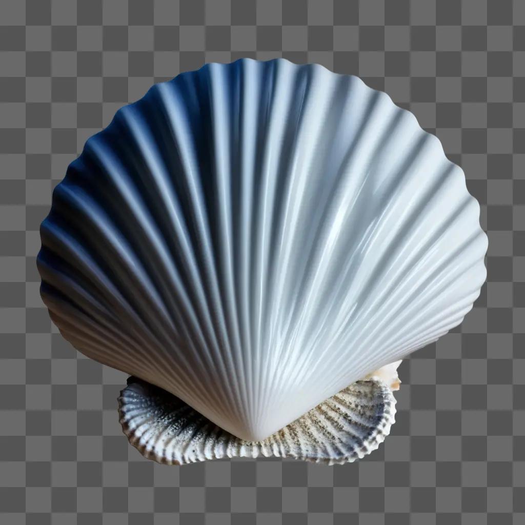 白い表面に白い貝殻