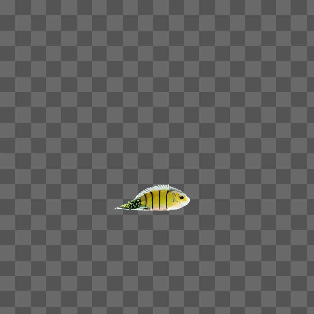 yellow fish with a green tail and white stripe