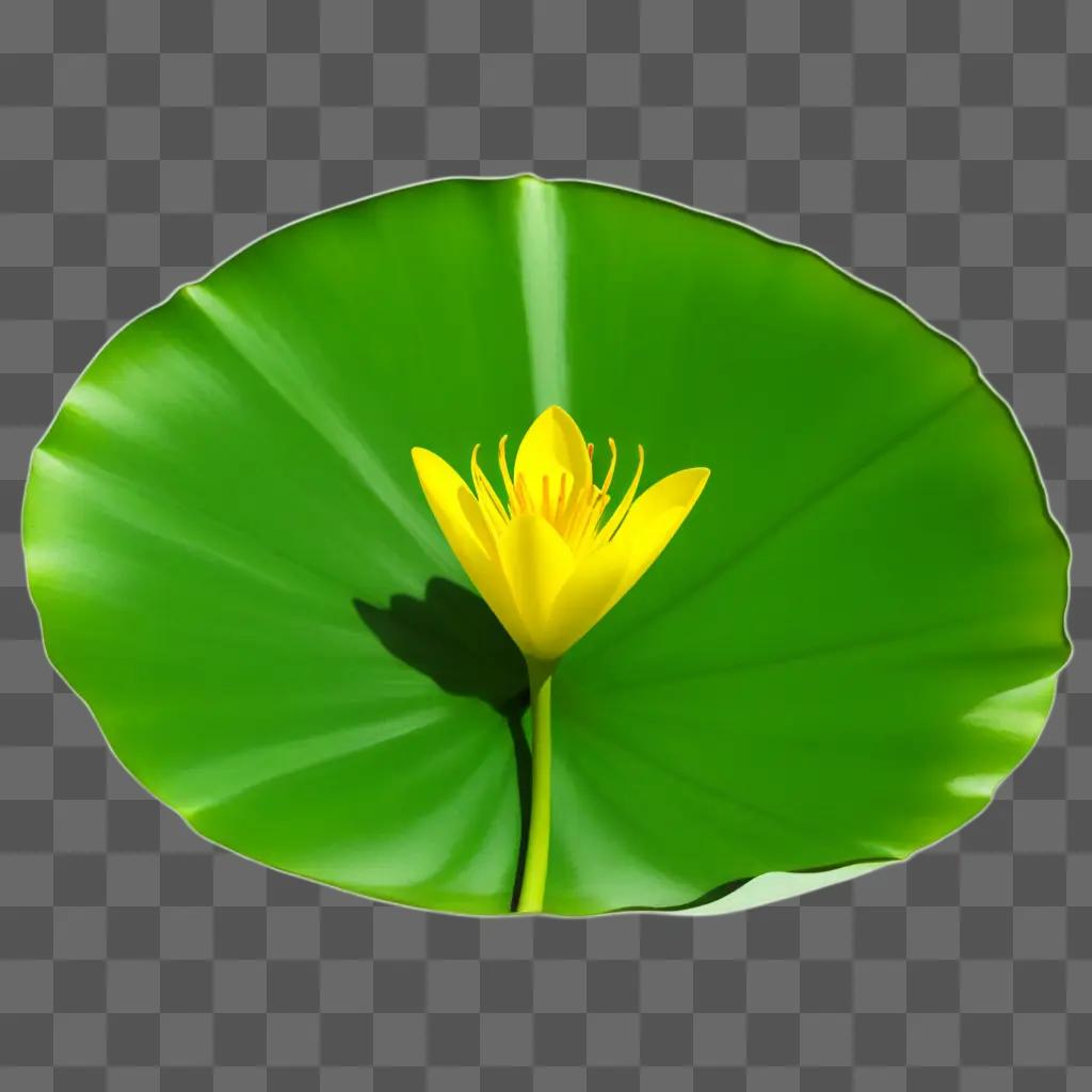 yellow flower on a green lily pad