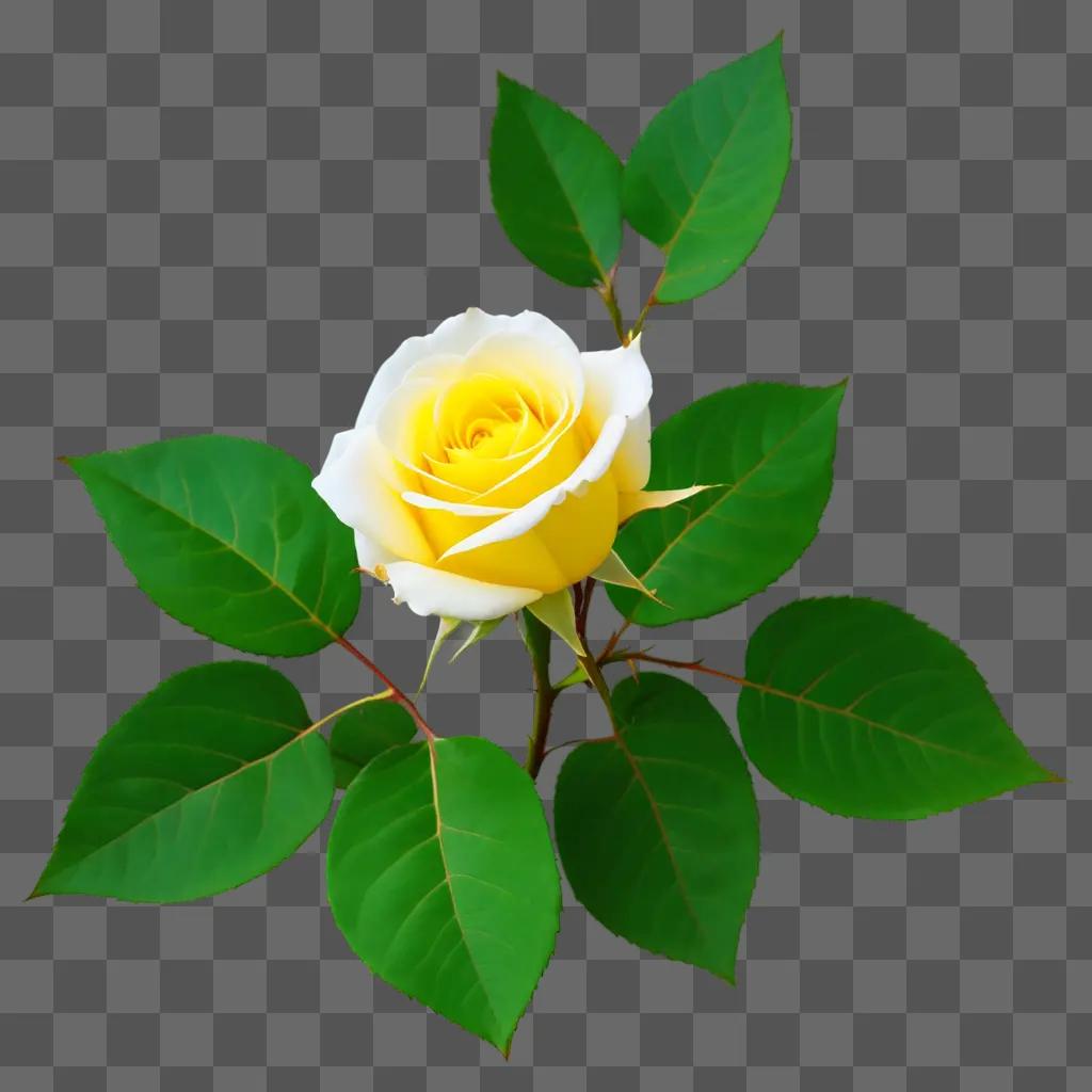 yellow rose with green leaves